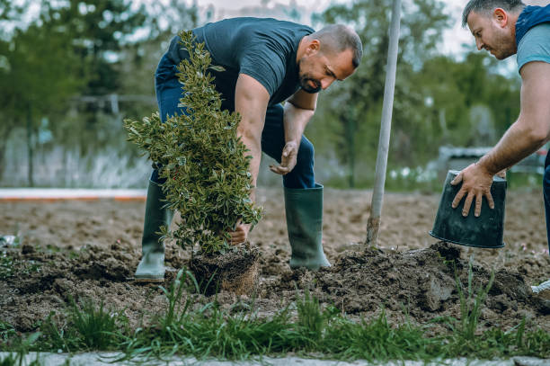 Best Large Tree Removal  in Richmond Heights, FL